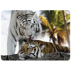 Tigre Blanc Câlin