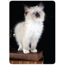 Chaton Blanc Tél