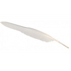 Plume Stylo Blanc