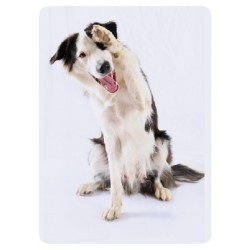Chien Patte