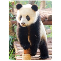 Sticker Cleaner Panda