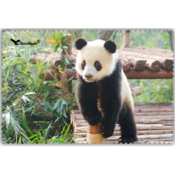 Chif' Fou' Net Petit Panda