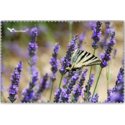 Chif' Fou' Net Papillon Lavande