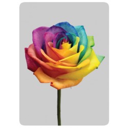 Rose couleurs
