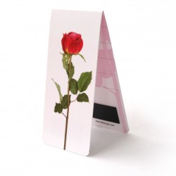 Rose + tige