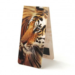 Tigre