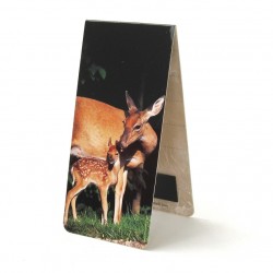 Biche Faon