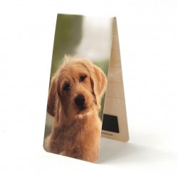 Chien