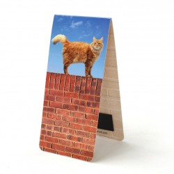 Chat sur Mur