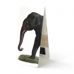 Eléphant Asie