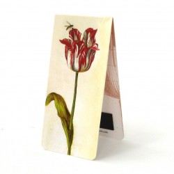 Tulipe Rouge J.Marrel