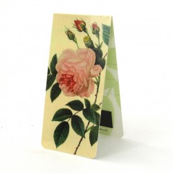 Rose Ancienne