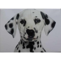 Magnet Dalmatien 