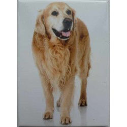 Magnet Golden Retriever
