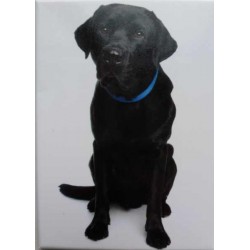 Magnet Labrador