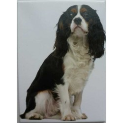 Magnet Cavalier King Charles