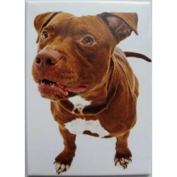 Magnet Pitbull