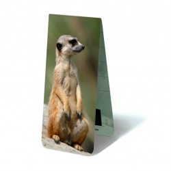Suricate (Timon)