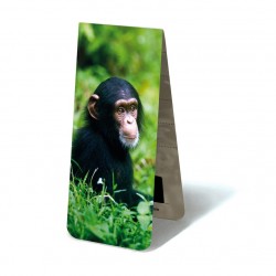 Chimpanzé BB