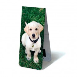 Chiot Labrador