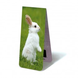 Lapin Blanc
