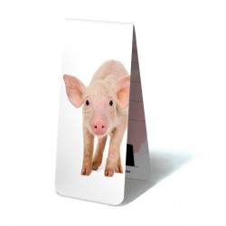 Cochon BB