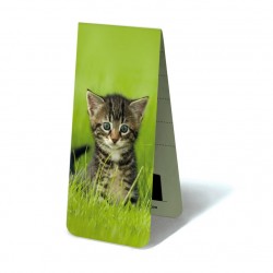 Chaton dans Herbe