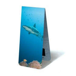 Requin