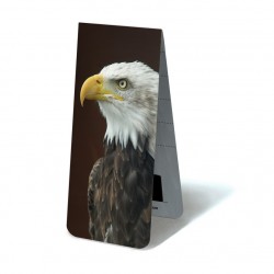 Aigle Pygargue Tête