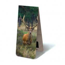 Cerf