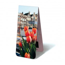 Tulipes Amsterdam