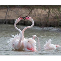 Tapis de Souris Flamant Rose