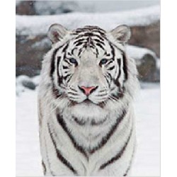 Tapis de Souris Tigre Blanc