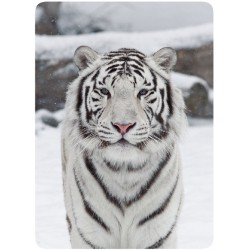 Tigre Blanc