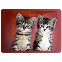 2 Chatons