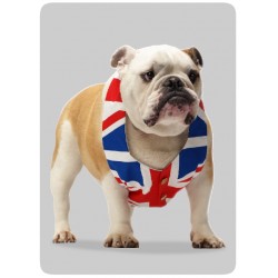 Bulldog GB