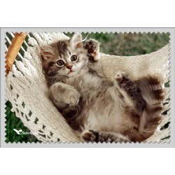 Chat Hamac