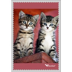2 Chatons