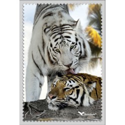 Tigre Blanc Calin