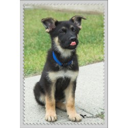 Chiot Berger