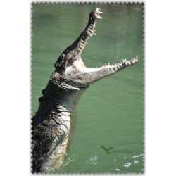 Crocodile