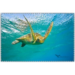 Tortue Mer