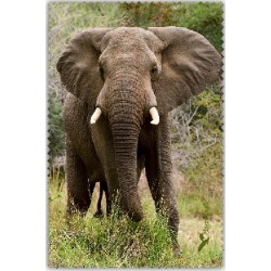 Eléphant