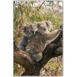 Koalas