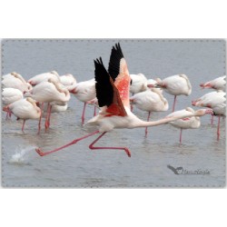 Flamant Envol