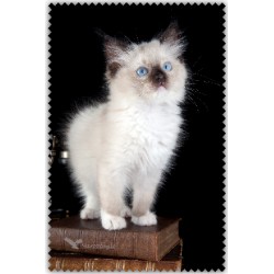 Chaton Blanc Livres