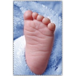 BB Pied