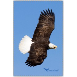 Aigle Pygargue