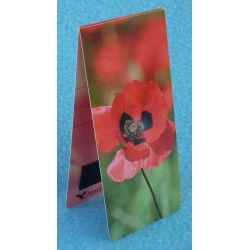 Coquelicots